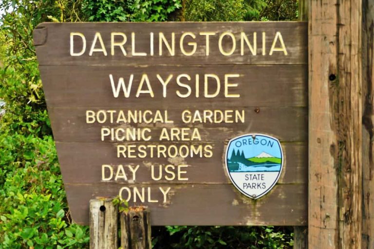 Darlingtonia Wayside
