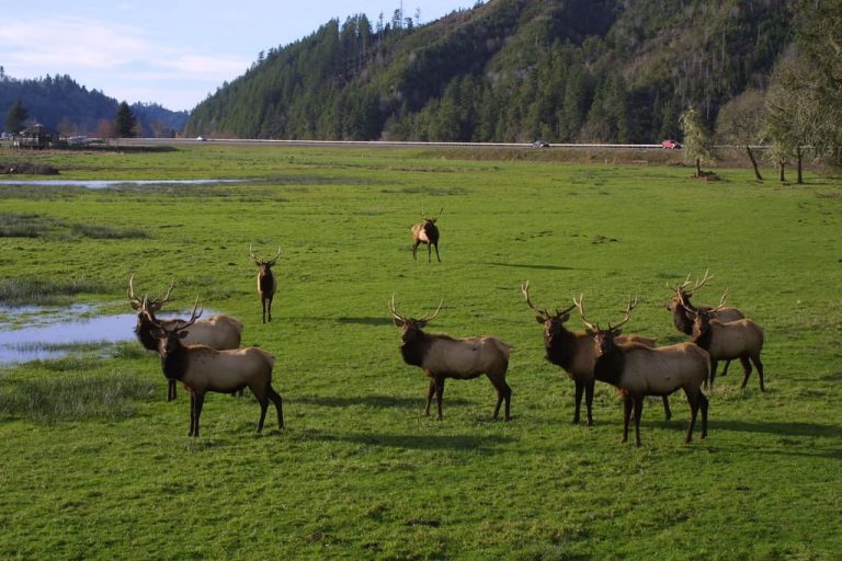 Dean Creek Elk Viewing Area